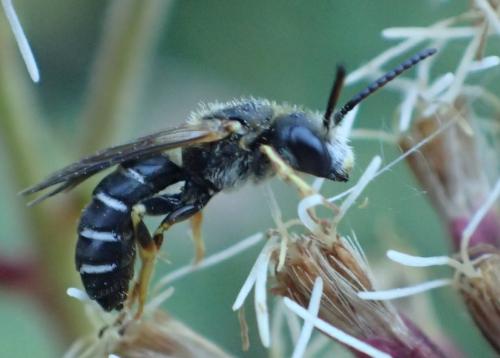 Halictus maculatus